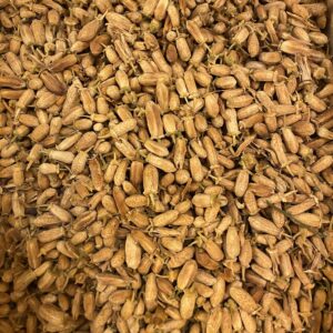 Orange amère (boutons floraux BIO)