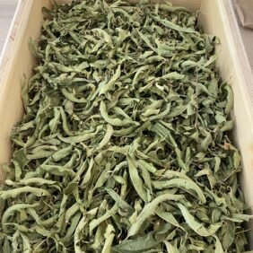 Verveine citronnée
