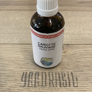 Carotte sauvage (BIO)