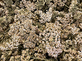 Plantes sèches