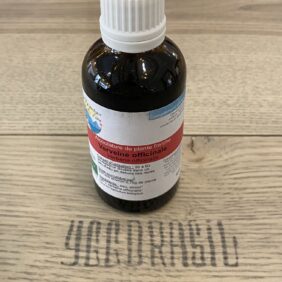 Verveine officinale