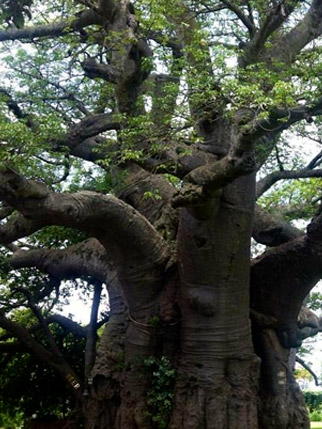 Yggdrasil Herboristerie - Macérats Huileux