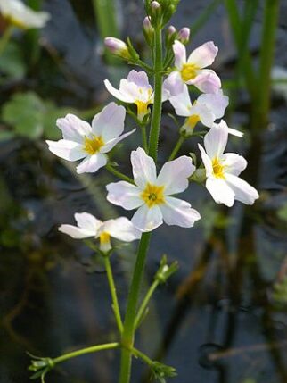 fleurs de bach