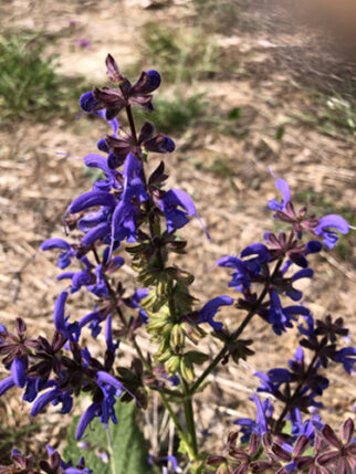 plante-violette